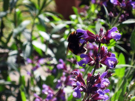 Biene und Blüte_web